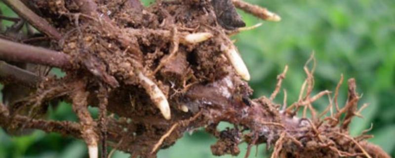 玉米根腐病的防治方法