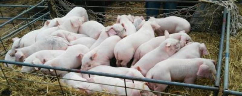 人工喂养小猪的方法