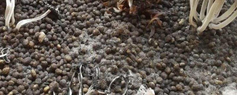 兔粪与羊粪的肥效比较