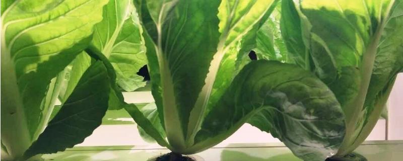 家庭无土栽培蔬菜方法