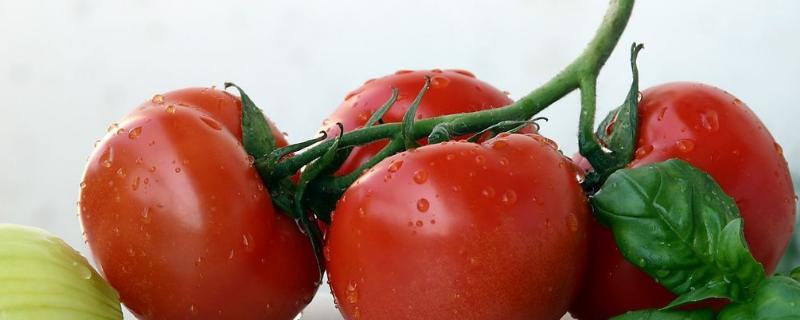 解西红柿药害最快的办法
