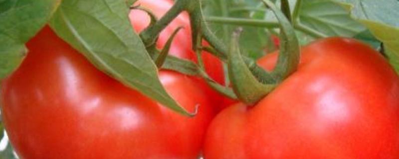 西红柿为什么会烂果