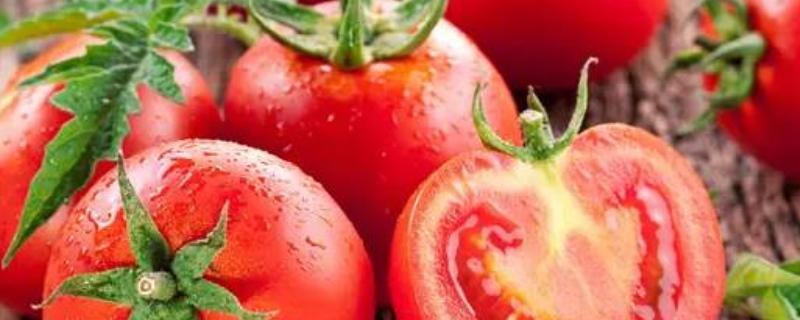 西红柿经常使用的农药