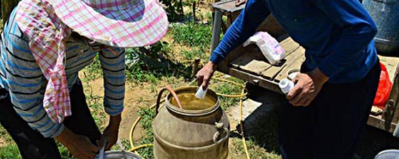 肟菌酯戊唑醇治什么病