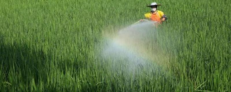 精喹禾灵使用范围