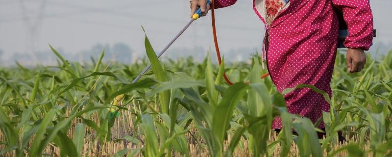 小麦灌浆水的最佳时期是什么时候