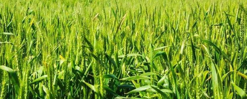 小麦叶枯病有哪些防治措施