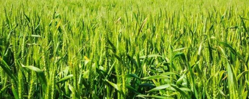 小麦受粉期间与雨天有关系吗