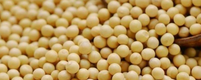 黄豆出油率一般%之几