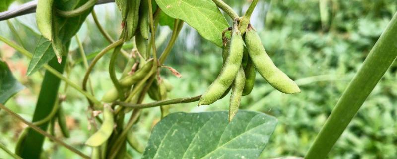 野黄豆用什么除草剂可以打死