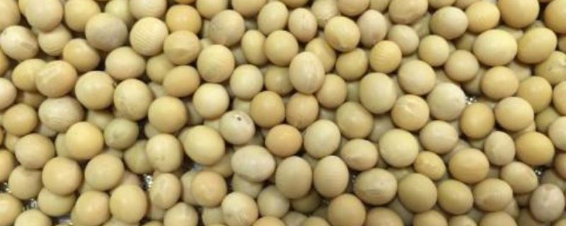 黄豆发酵多长时间可以浇花