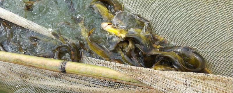 高密度黄颡鱼养殖技术