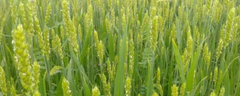 小麦花期能浇水吗