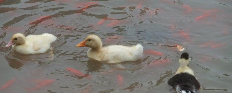 小鹅每天吃料如何计算
