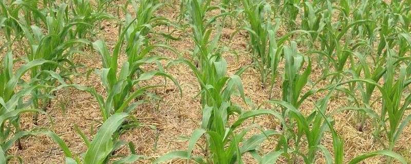 玉米苗后除草剂打完多久下雨没事