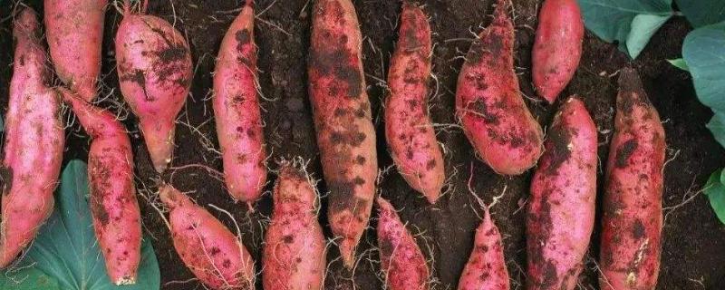 红薯控旺高产打什么药