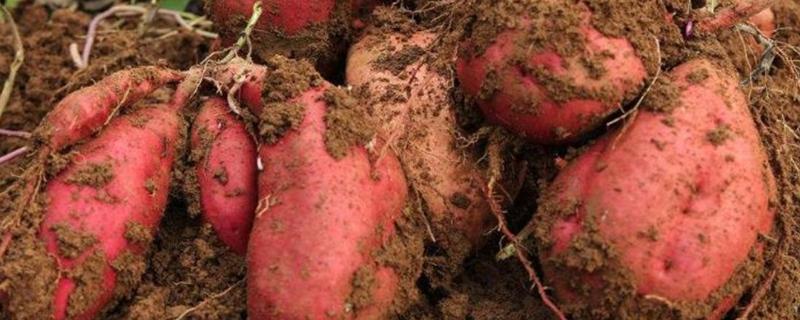 广东红薯种植时间