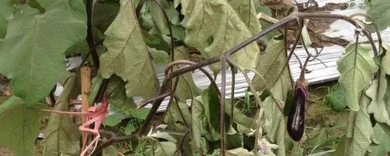 茄子枯萎病怎么治