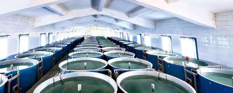 小型工厂化循环水养鱼成本
