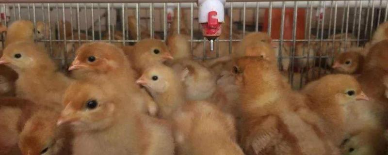 育雏温度对照表