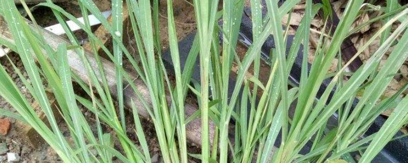 青稗有哪些特效药