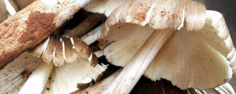 鸡肉菌什么时候长出来