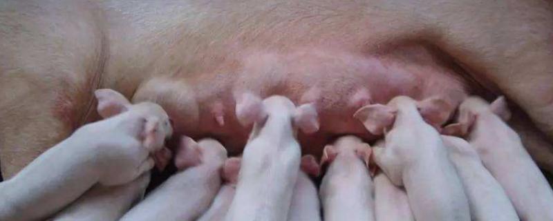 母猪吃了鸡蛋会流产吗