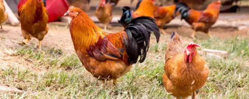 肉鸡体感温度计算方式