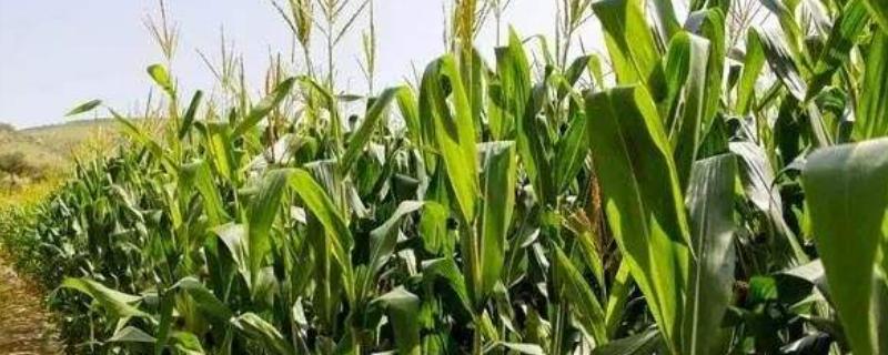 玉米脱肥什么表现