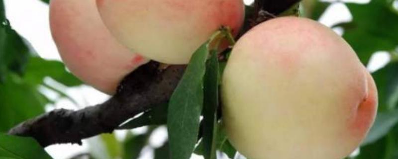 奉化水蜜桃在哪里买