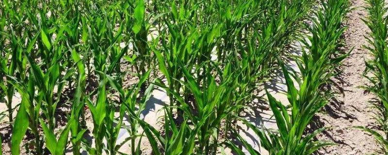 玉米控旺是上午打还是下午打好