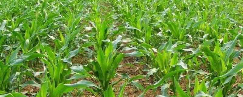 玉米田最佳除草时间