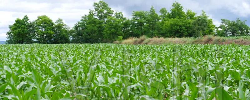 玉米田除草剂怕雨吗