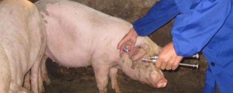 多必利兽药主治什么