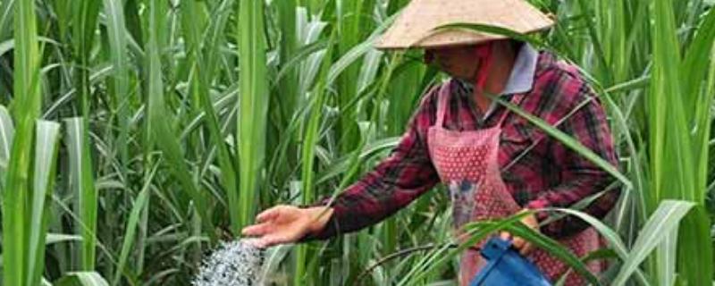 平衡肥料的功效与作用