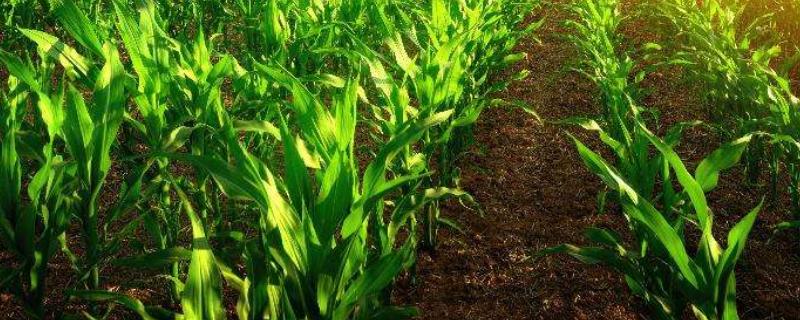 间行种植是什么意思