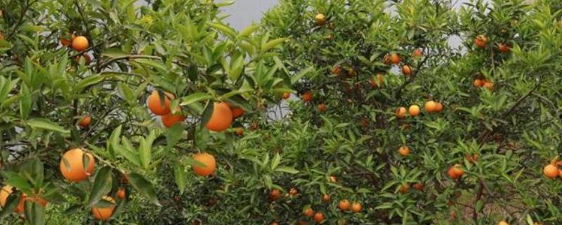 甲基硫菌灵治什么病