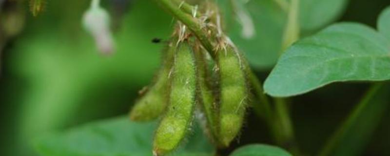 大豆结荚期打什药高产