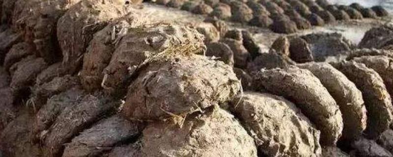 牛粪怎么处理最挣钱