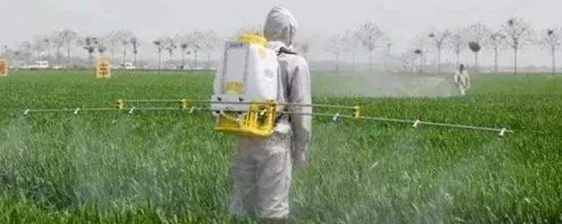 甲胺磷农药杀什么虫