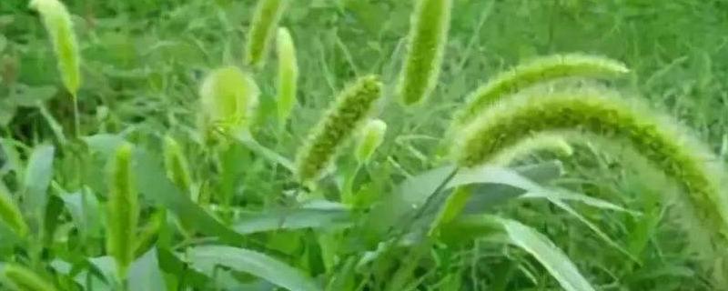 精甲咯菌腈治哪些病害