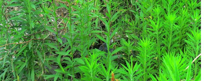 高效氟吡甲禾灵使用范围及说明