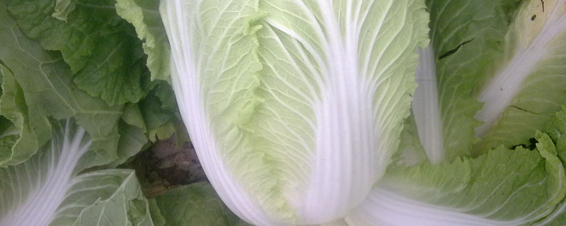 菜打了四聚乙醛几天能吃