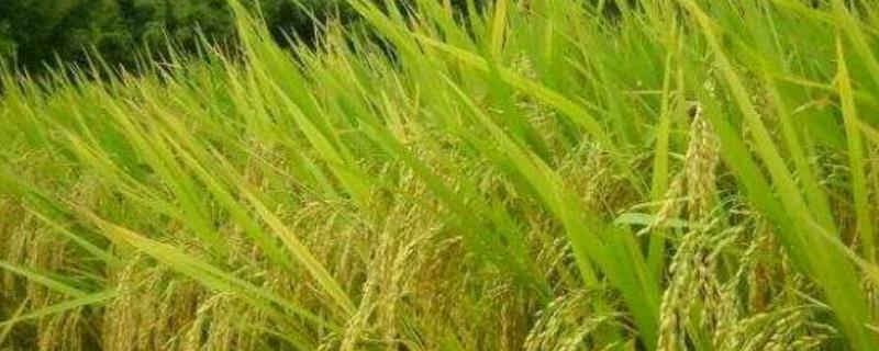 武汉的农业类型和分布