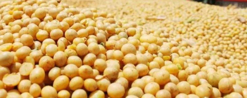 中国大豆进口主要国家有哪些
