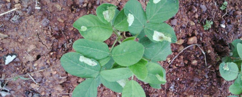 大豆苗后除草剂什么时候打