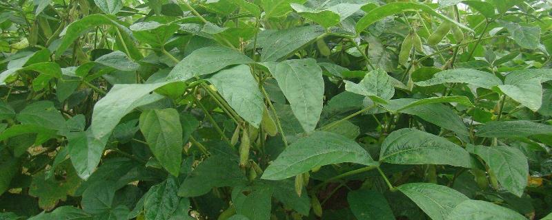 东升77号大豆品种介绍
