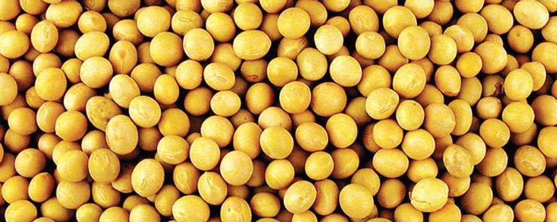 大豆品种1152特性