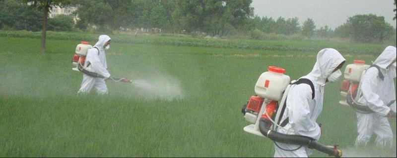 二钾4氯钠除什么草