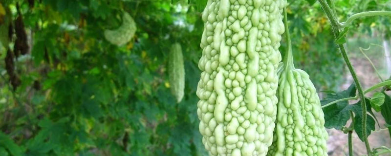 氧化乐果打菜几天能吃